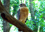Red Shouldered Hawk